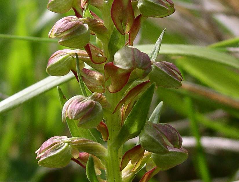 Coeloglossum viride
